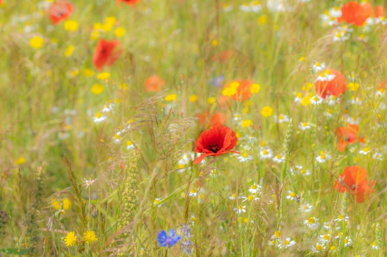30 Yerseke Moer, wilde bloemen.jpg